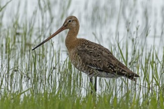 Black-tailed godwit standing at the water's edge with green stalks looking left, Lake Neusiedl,