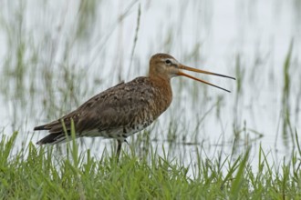 Black-tailed godwit with open beak standing at the water's edge with green stalks looking right,