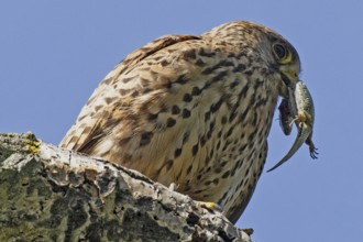 Kestrel female with lizard in beak standing on tree trunk looking right in front of blue sky, Lake