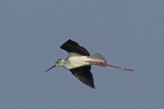 Stilt with open wings flying left looking in front of blue sky, Lake Neusiedl, Burgenland, Austria