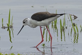 Stilt standing in water looking left, Lake Neusiedl, Burgenland, Austria