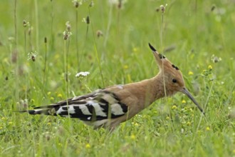 Hoopoe standing in green meadow looking right, Lake Neusiedl, Burgenland, Austria