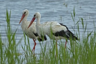 White stork two birds standing at the water's edge with green plants looking left, Lake Neusiedl,