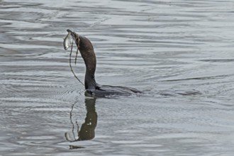 Pygmy Cormorant with fish in beak swimming in water looking left, Lake Neusiedl, Burgenland,