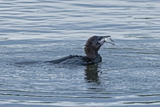 Pygmy Cormorant with fish in beak swimming in water looking right, Lake Neusiedl, Burgenland,