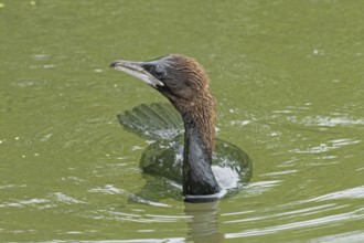 Pygmy Cormorant swimming in water looking from the front left, Lake Neusiedl, Burgenland, Austria