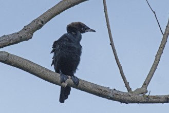 Pygmy Cormorant sitting on branch looking from front right in front of blue sky, Lake Neusiedl,