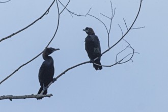 Pygmy Cormorant two birds sitting on branches looking differently from the front in front of blue