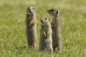 Ground squirrel three animals standing in green meadow looking different, Lake Neusiedl,
