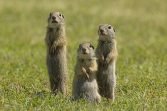 Ground squirrel three animals standing in a green meadow, Lake Neusiedl, Burgenland, Austria