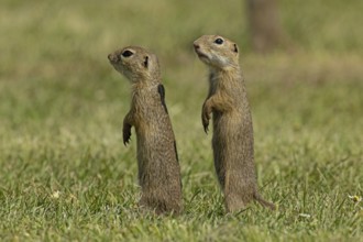 Squirrel two animals standing in green meadow looking left, Lake Neusiedl, Burgenland, Austria