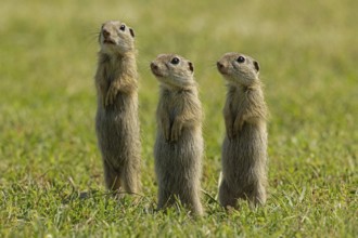 Ground squirrel three animals standing in green meadow looking different, Lake Neusiedl,