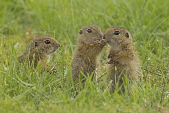 Ground squirrel three young animals standing in a green meadow, Lake Neusiedl, Burgenland, Austria