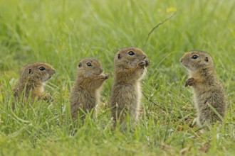 European ground squirrel four young standing in green meadow, Lake Neusiedl, Burgenland, Austria