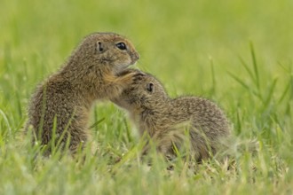 Squirrel two animals standing in a green meadow facing each other, Lake Neusiedl, Burgenland,