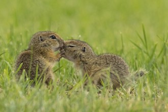 Squirrel two animals standing in a green meadow facing each other, Lake Neusiedl, Burgenland,