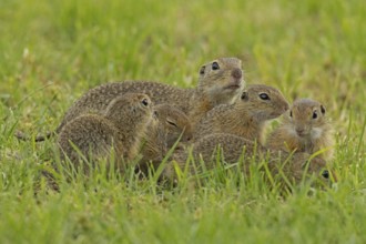 Squirrel family with old animal and five young standing in a green meadow, Lake Neusiedl,