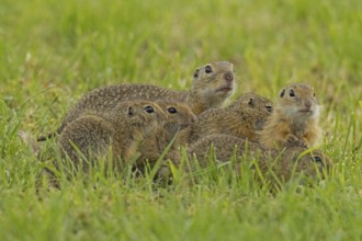 Squirrel family with old animal and five young standing in a green meadow, Lake Neusiedl,