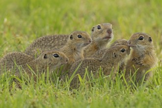 Squirrel family with old animal and five young standing in a green meadow, Lake Neusiedl,