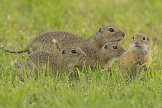 Squirrel family with adult and three young standing in a green meadow, Lake Neusiedl, Burgenland,