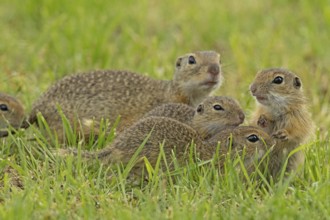 Squirrel family with adult and three young standing in a green meadow, Lake Neusiedl, Burgenland,