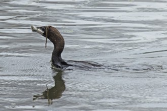 Pygmy Cormorant with fish in beak swimming in water looking left, Lake Neusiedl, Burgenland,