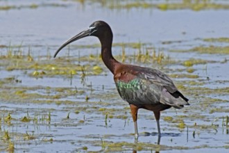Glossy ibis standing in water looking left, Lake Neusiedl, Burgenland, Austria