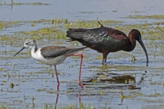 Glossy ibis standing in water looking right next to Black-winged Stilt standing looking left, Lake