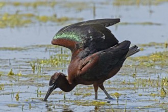 Glossy ibis with open wings standing in water looking down left, Lake Neusiedl, Burgenland, Austria