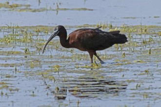 Glossy ibis with reflection in water with reflection standing looking left, Lake Neusiedl,