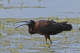 Glossy ibis with food in open beak standing in water looking left, Lake Neusiedl, Burgenland,