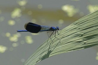 Blue-winged damselfly male with closed wings sitting on green stalk looking right, Lake Neusiedl,