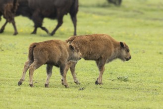 Bison two young animals standing next to each other in green meadow on the right, Lake Neusiedl,