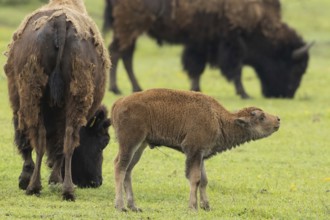 Bison young animal standing between two old animals in a green meadow on the right, Lake Neusiedl,