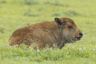 Bison young lying in green meadow looking right, Lake Neusiedl, Burgenland, Austria