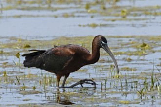 Glossy ibis walking in water looking right, Lake Neusiedl, Burgenland, Austria