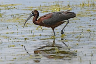 Glossy ibis in water with reflection standing looking left, Lake Neusiedl, Burgenland, Austria