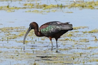 Glossy ibis standing in water looking down left, Lake Neusiedl, Burgenland, Austria