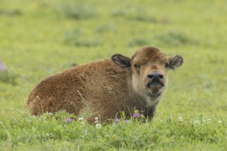 Bison young lying in green meadow looking to the right, Lake Neusiedl, Burgenland, Austria