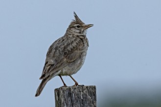 Crested lark standing on wooden post looking right in front of blue sky, Lake Neusiedl, Burgenland,