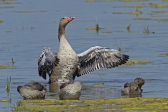 Greylag goose adult bird with open wings in front of three young birds standing in water looking