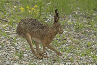 Brown hare jumping on gravel with green plants, looking right, Lake Neusiedl, Burgenland, Austria