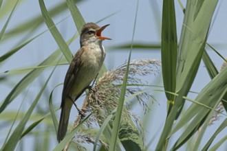 Great Reed Warbler with open beak sitting on reed frond between green leaves singing right looking