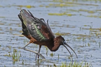 Glossy ibis with open beak and spread plumage standing in water looking right, Lake Neusiedl,