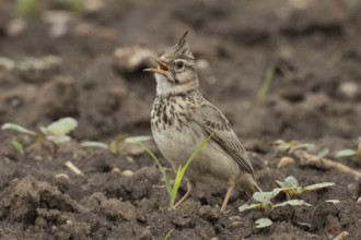 Crested lark with open beak standing in field looking left, Lake Neusiedl, Burgenland, Austria