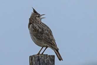 Crested lark standing on wooden post looking back from behind right in front of blue sky, Lake