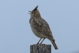 Crested lark with open beak standing on wooden post looking left in front of blue sky, Lake