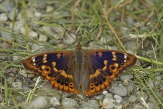 Lesser purple emperor Red-winged emperor with open wings sitting on gravel with green stalks from