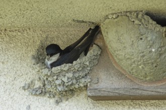 House martin with nesting material in beak sitting in nest looking left, Lake Neusiedl, Burgenland,