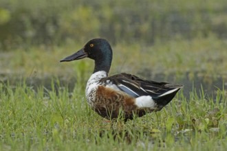 Male shoveler standing in green meadow looking left, Lake Neusiedl, Burgenland, Austria